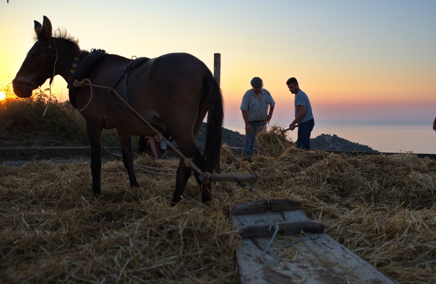 Παραδοσιακά αλωνίσματα στην Αλόννησο (εικόνες)