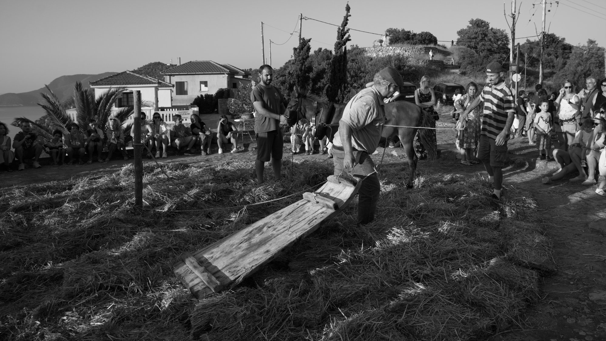 Παραδοσιακά αλωνίσματα στην Αλόννησο (εικόνες)