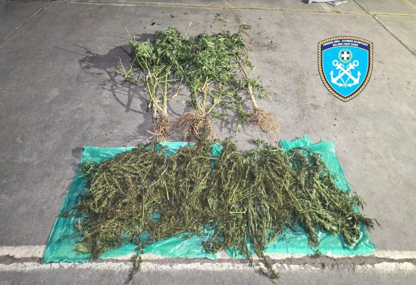 Επιχείρηση στελεχών του Κεντρικού Λιμεναρχείου Βόλου σε ορεινή περιοχή στα Χάνια Πηλίου – Κατασχέθηκαν 6,4 κιλά χασίς και τρία δενδρύλλια