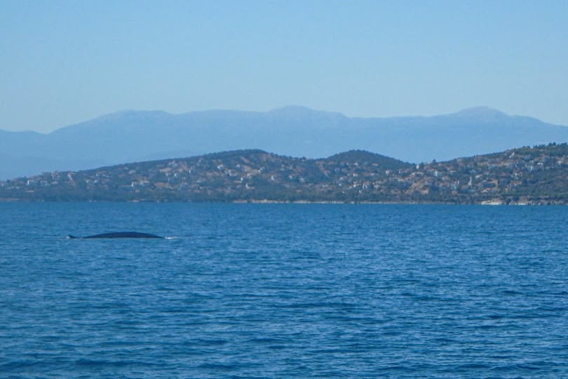 Νέα φωτογραφία με την φάλαινα που εδώ και καιρό ενδιαιτεί στον Παγασητικό – εικόνα από τις Πλάκες