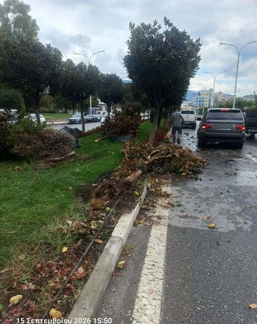 Νέος οδηγός με ογκώδες SUV καβάλησε τη νησίδα στην ευθεία της Λ. Λαμπράκη κοντά στο Δημαρχείο Βόλου, έσπασε 5-6 δέντρα και κατέστρεψε φυτά