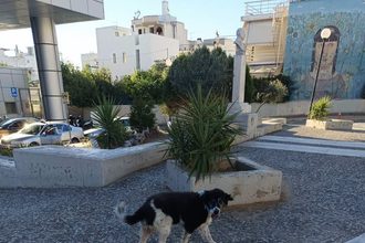 Άλλο αδέσποτο σκύλο ζήτησε η Διοίκηση του Νοσοκομείου Βόλου να απομακρυνθεί, άλλο αδέσποτο περισυνέλεξε ο μπόγιας – Τελικά η Μαριλού επέστρεψε