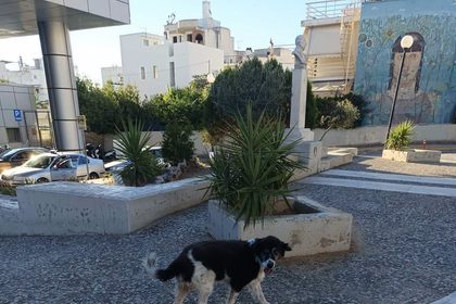 Άλλο αδέσποτο σκύλο ζήτησε η Διοίκηση του Νοσοκομείου Βόλου να απομακρυνθεί, άλλο αδέσποτο περισυνέλεξε ο μπόγιας – Τελικά η Μαριλού επέστρεψε