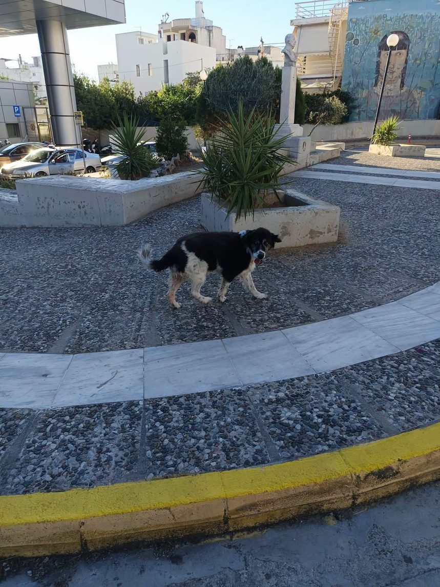 Άλλο αδέσποτο σκύλο ζήτησε η Διοίκηση του Νοσοκομείου Βόλου να απομακρυνθεί, άλλο αδέσποτο περισυνέλεξε ο μπόγιας – Τελικά η Μαριλού επέστρεψε