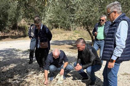 Μείωση παραγωγής επιτραπέζιας ελιάς -80% και ελαιολάδου -57% στη Δυτική Μαγνησία – Η Περιφέρεια Θεσσαλίας παρεμβαίνει μεταφέροντας τα στοιχεία στο Υπουργείο