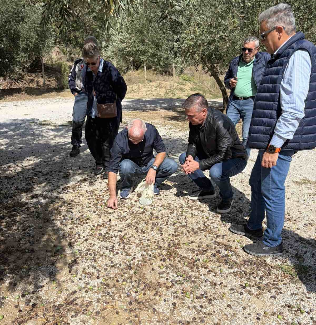 Μείωση παραγωγής επιτραπέζιας ελιάς -80% και ελαιολάδου -57% στη Δυτική Μαγνησία – Η Περιφέρεια Θεσσαλίας παρεμβαίνει μεταφέροντας τα στοιχεία στο Υπουργείο