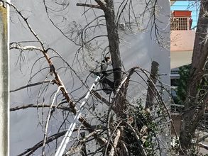 Απεγκλώβησαν γάτα από ψηλό δέντρο εθελοντές της ΛΕΔ Βόλου και την επέστρεψαν στον ιδιοκτήτη της