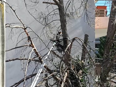 Απεγκλώβησαν γάτα από ψηλό δέντρο εθελοντές της ΛΕΔ Βόλου και την επέστρεψαν στον ιδιοκτήτη της