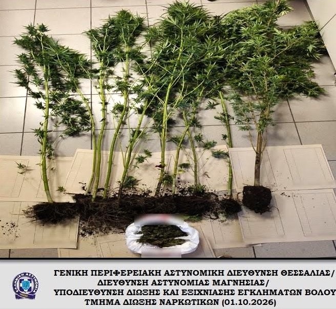 69χρονος καλλιεργούσε δέκα χασισόδεντρα σε γλάστρες στο σπίτι του στον Βόλο – Κατασχέθηκαν και 72 γραμμάρια ακατέργαστης κάνναβης